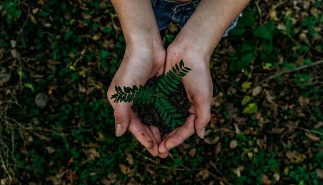 : Les conséquences du greenwashing sur l’environnement, la biodiversité avec une jeune femme qui tient une pousse de plante dans les mains, vues du dessus